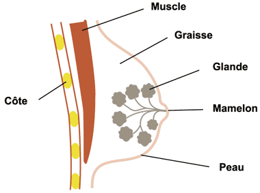 schema.png